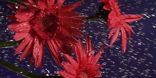 慢镜头垂直拍摄:雨中的雏菊，蓝色背景