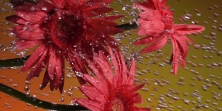 慢镜头垂直拍摄:雨中的雏菊，黄色背景