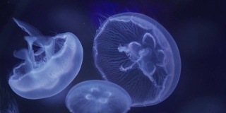 水下水母图
