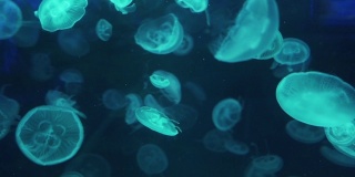 水下水母图