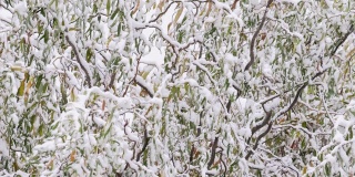 snow covers the branches of а willow tree