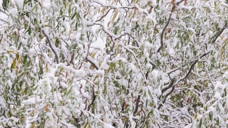 snow covers the branches of а willow tree视频素材模板下载