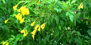 摇到黄色接骨木，喇叭灌木，喇叭花有黄色的颜色盛开在花园里
