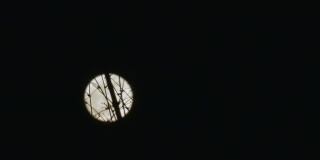 散焦的满月盘穿过天空和树木的剪影