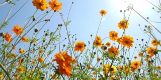 黄硫宇宙花盛开在一个花园背景阳光和蓝天