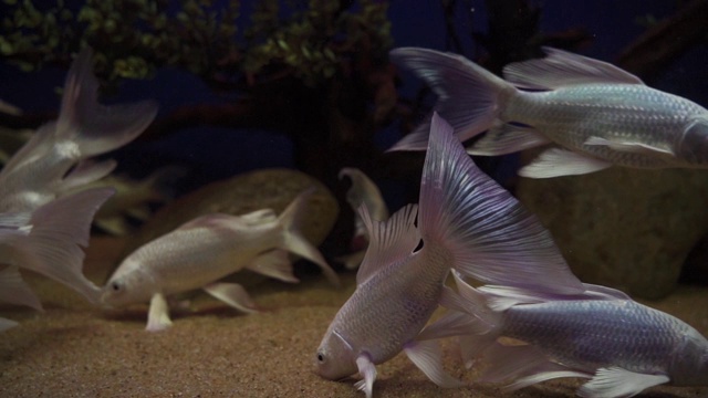 鱼在水族馆