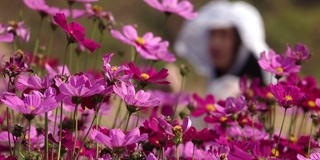 模糊的女人拍照在粉红色的宇宙花花园