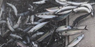 渔业视频:捕获大量的鱼