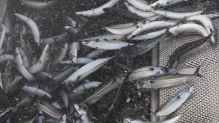 渔业视频:捕获大量的鱼视频素材模板下载