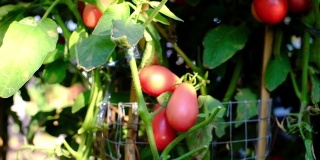 有机番茄小锅安全食品
