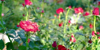 夏天的红玫瑰花园