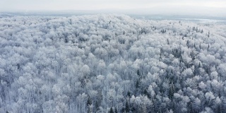 暴风雪后冬季北方自然森林的4K航拍视频，魁北克，加拿大