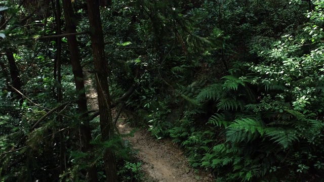 女自行车手在热带森林中越野自行车