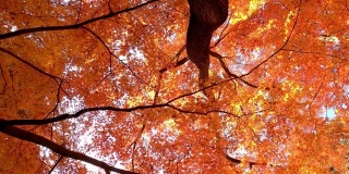 在阳光明媚的日子里，东京秋林里红色和橙色的枫叶