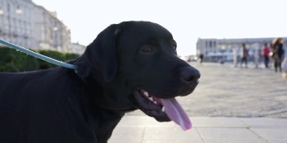 美丽健康的黑色拉布拉多猎犬标本的慢镜头