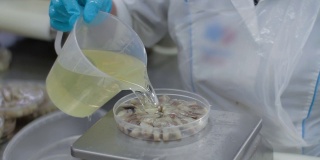 一名女工用手把塑料瓶里的油倒进一罐鱼蜜饯中。鱼在工厂保存生产，在塑料容器中分拣鱼片