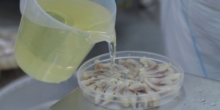 近距离拍摄的女工人的手倒油从一个塑料罐子到一个果酱鱼。鱼在工厂保存生产，在塑料容器中分拣鱼片
