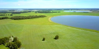 湖和孤独的树木在盛开的荞麦田