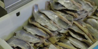 在一家家庭工厂里，工人正在分类新鲜的海鱼。背切鱼骨并分离鱼片，去除内脏。