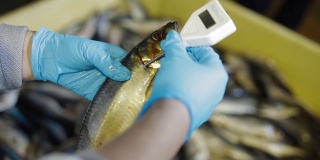 工人测量鱼的温度。鱼类加工厂为现代化工厂。