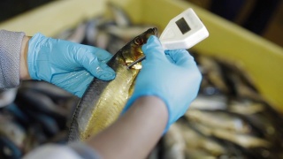 工人测量鱼的温度。鱼类加工厂为现代化工厂。视频素材模板下载