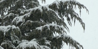 大雪和松树