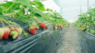 温室里的草莓视频素材模板下载