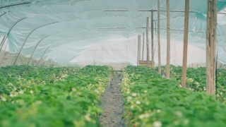 温室里的草莓视频素材模板下载