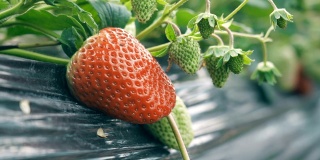温室里的草莓
