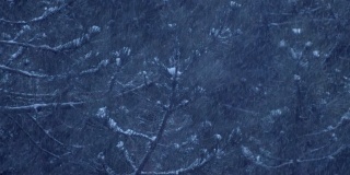 冬季仙境。雪花从天上飘落在一片松林里，雪花密密地落在树上，白雪覆盖着树木，暴风雪肆虐