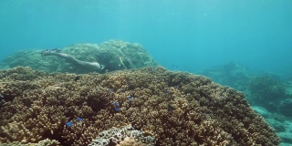 难以辨认的女人浮潜和游泳之间的珊瑚。