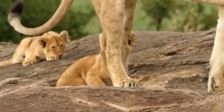 小狮子和母狮子玩耍