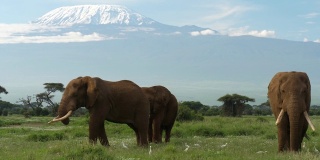 大象在乞力马扎罗山下吃草