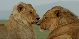 狮子兄弟互相梳理毛发