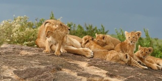 母狮在kopje抚育幼崽