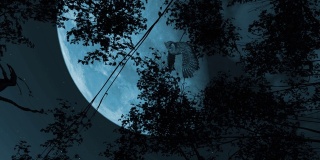 飞行的大美国角猫头鹰的3D动画剪辑在恐怖的夜晚与爬行的脸在月球上