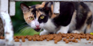 流浪猫吃干猫粮