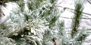 雪天松树近距离拍摄