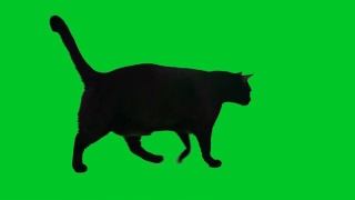 黑猫在色度键背景上行走视频素材模板下载