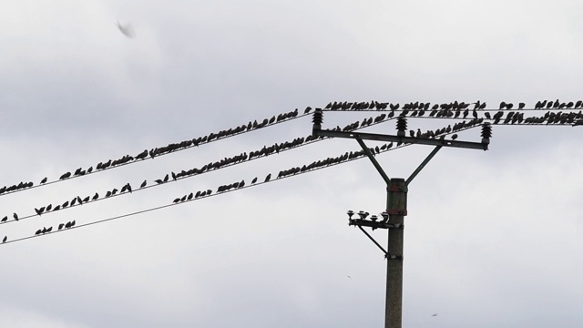一群鸟坐在电线上