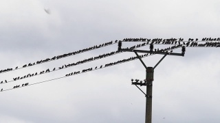 一群鸟坐在电线上视频素材模板下载