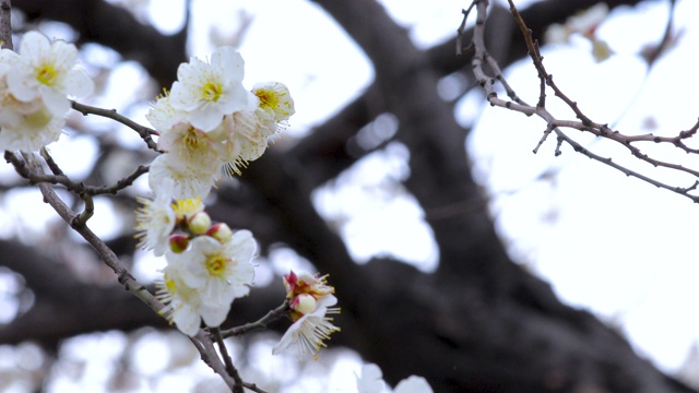 冬天，早春，梅花，开花，白梅