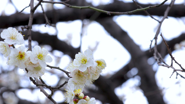 冬天，早春，梅花，开花，白梅