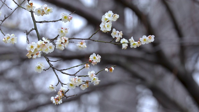 冬天，早春，梅花，开花，白梅