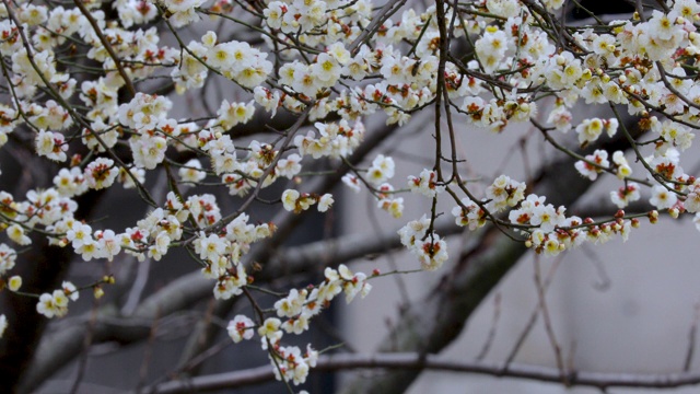 冬天，早春，梅花，开花，白梅