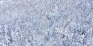 暴风雪后冬季北方自然森林的4K航拍视频，魁北克，加拿大