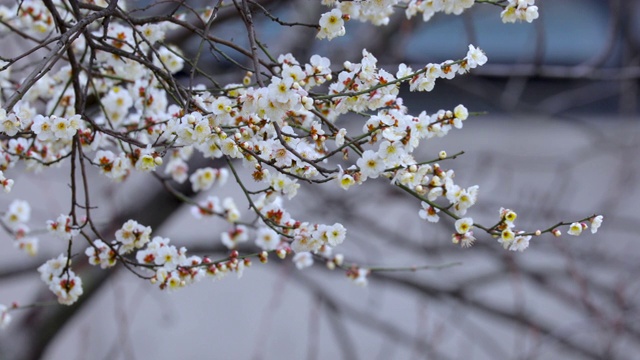 冬天，早春，梅花，开花，白梅