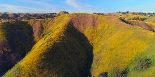 美国加州洛杉矶县，圣塔莫尼卡山中被鲜花覆盖的山丘后面的卡拉巴萨斯城。低空飞行和前向摄像机运动的航拍视频。