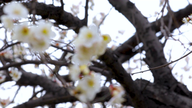 冬天，早春，梅花，开花，白梅