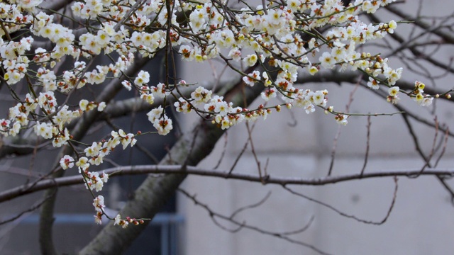 冬天，早春，梅花，开花，白梅